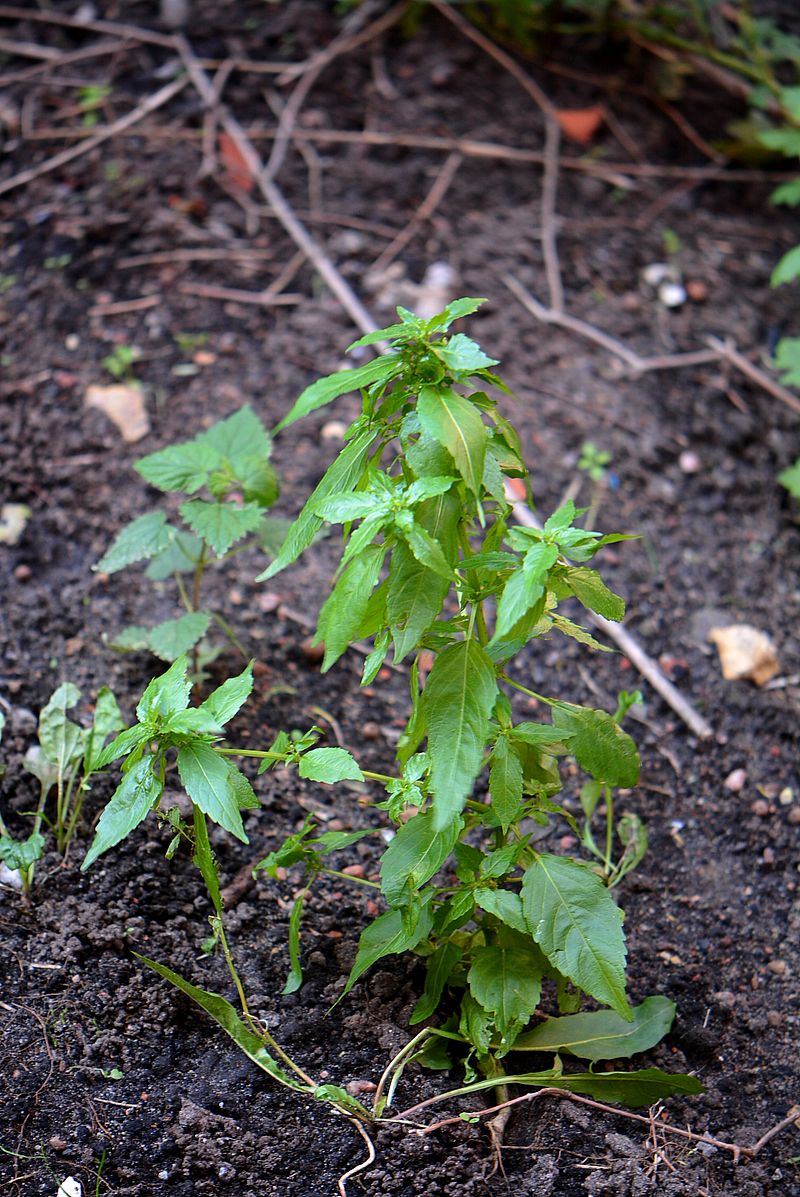 Изображение особи Mercurialis annua.