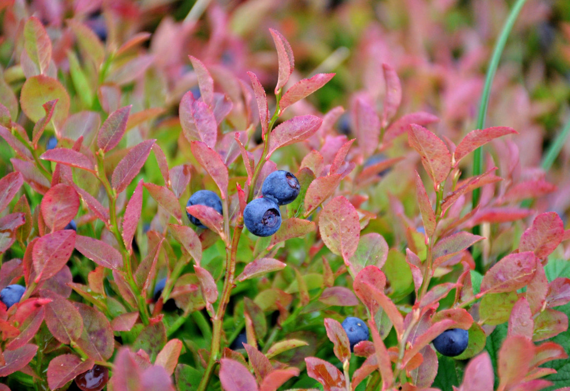 Image of Vaccinium myrtillus specimen.