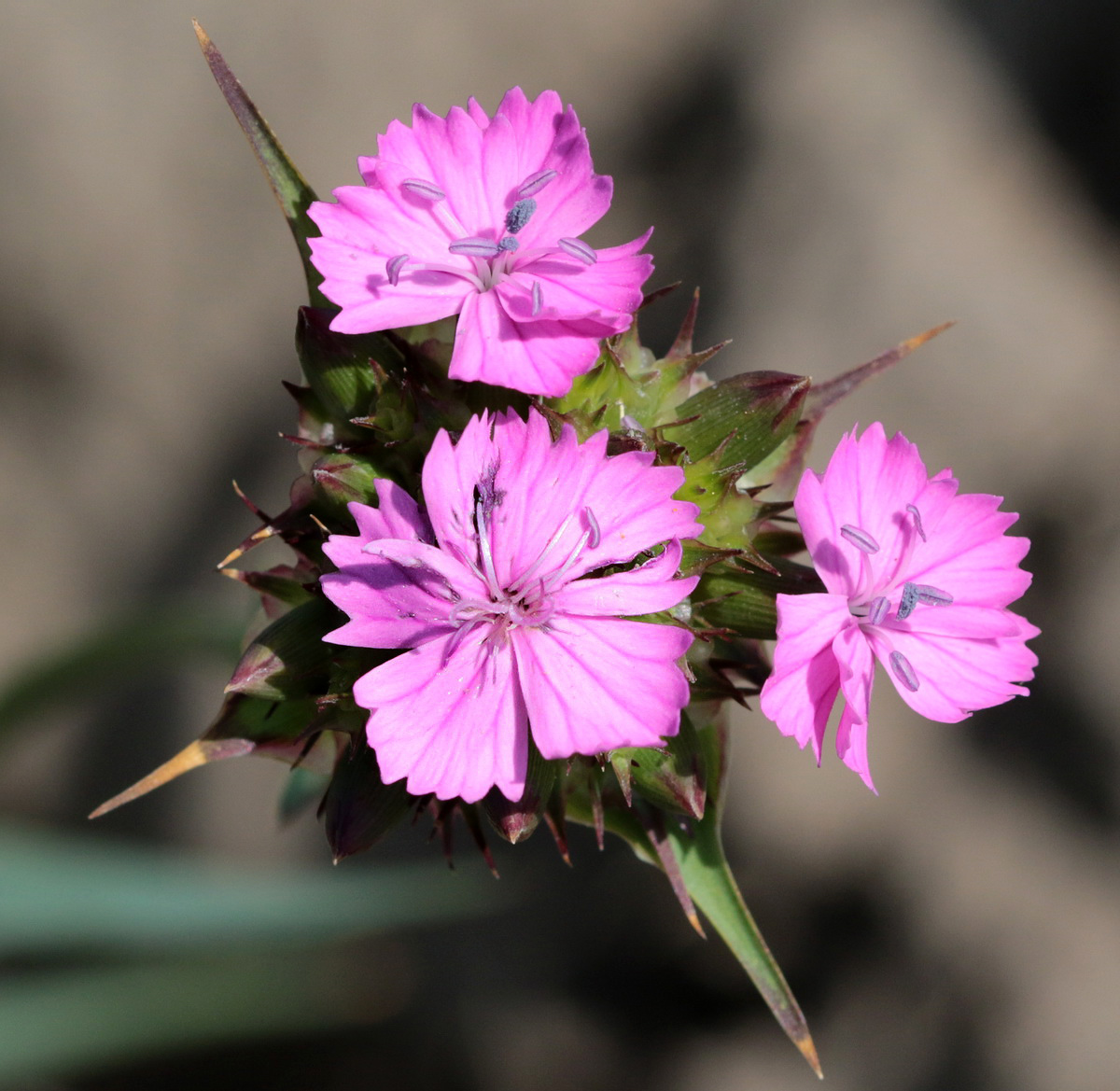 Image of Dianthus andrzejowskianus specimen.