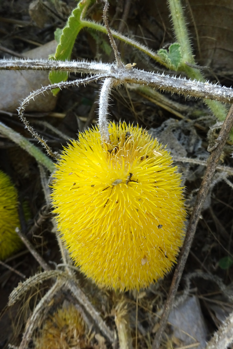 Изображение особи Cucumis dipsaceus.