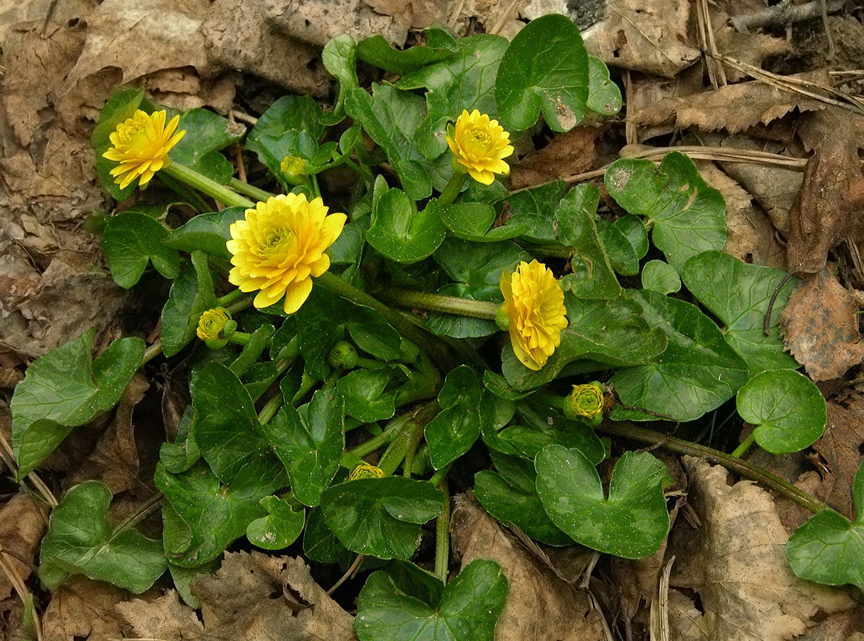 Image of Ficaria verna specimen.