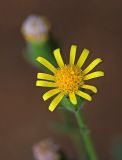 Senecio viscosus