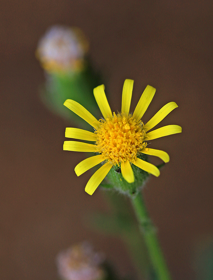 Изображение особи Senecio viscosus.