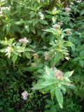 Eupatorium cannabinum