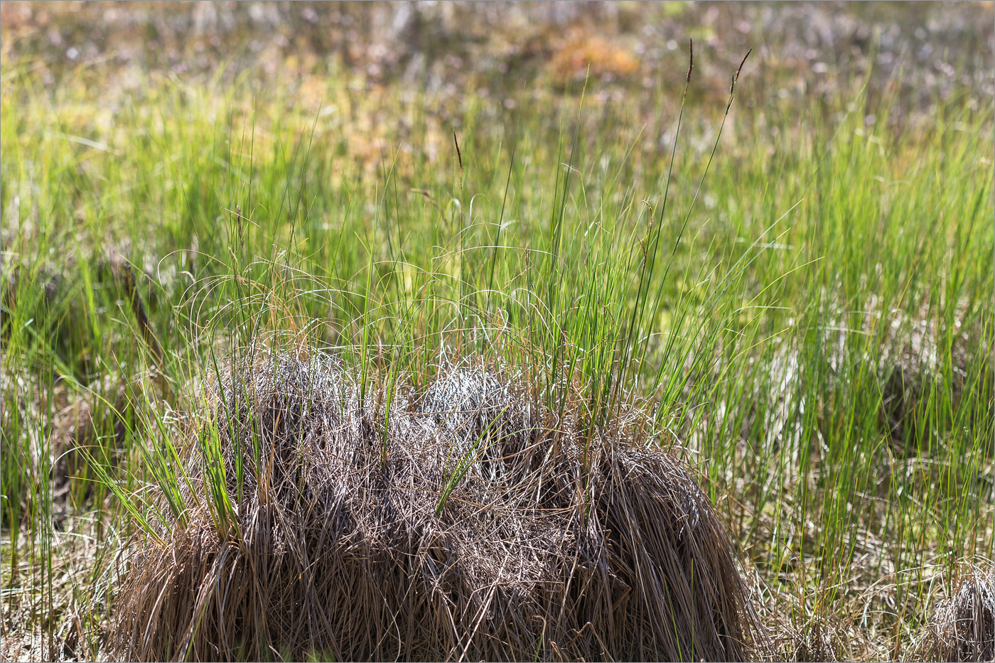 Изображение особи Carex omskiana.