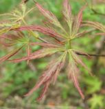 Acer palmatum