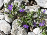 Legousia speculum-veneris