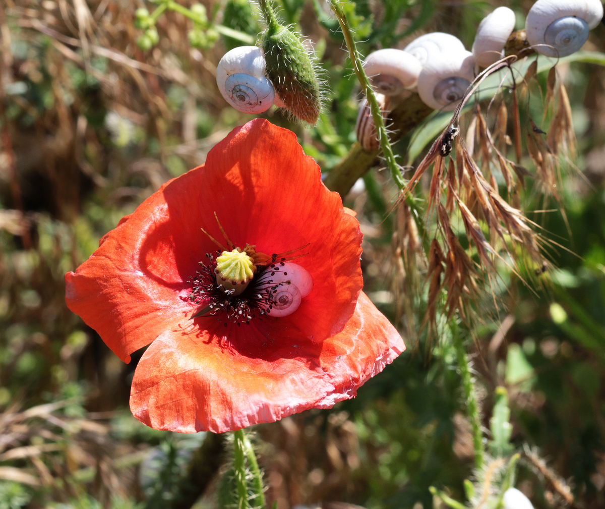 Изображение особи Papaver rhoeas.