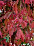 Euonymus europaeus