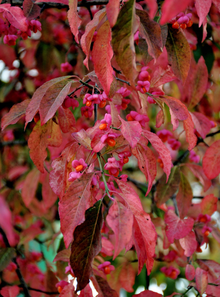 Изображение особи Euonymus europaeus.