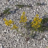Genista tinctoria