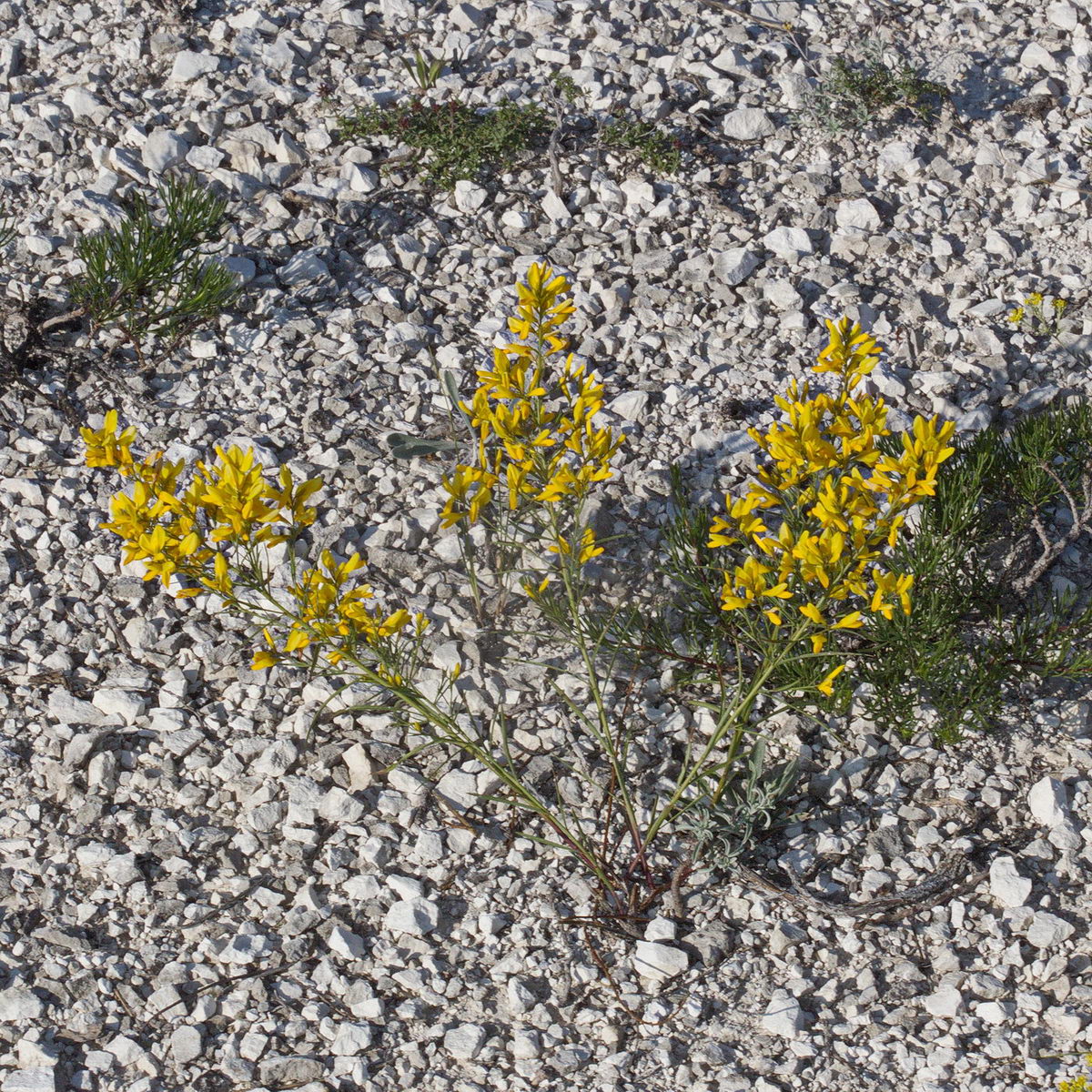 Image of Genista tinctoria specimen.