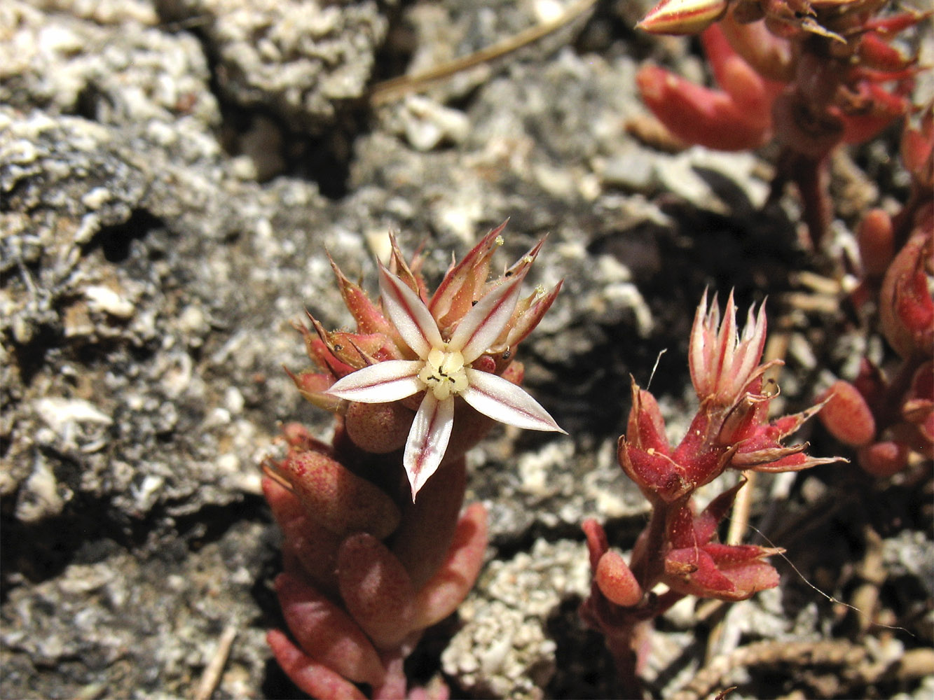 Изображение особи Sedum rubens.