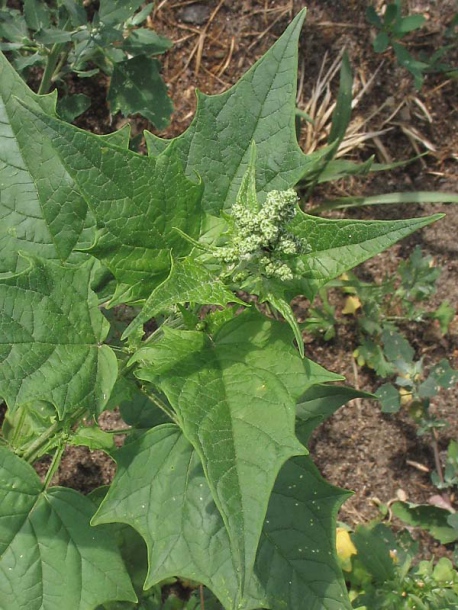 Image of Chenopodiastrum hybridum specimen.
