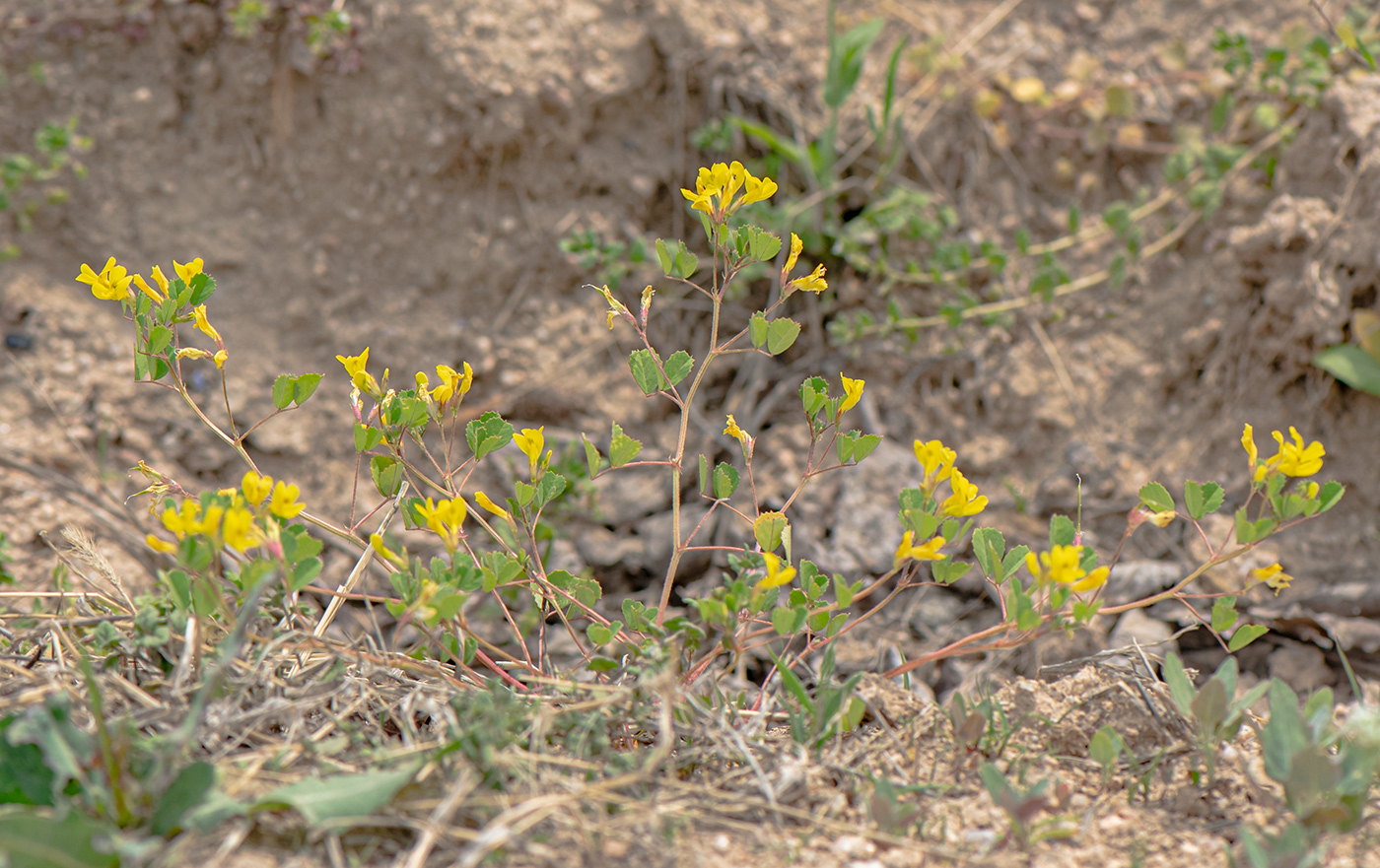 Image of Trigonella grandiflora specimen.