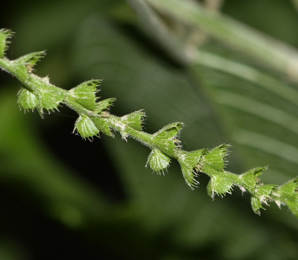 Image of Acalypha peruviana specimen.