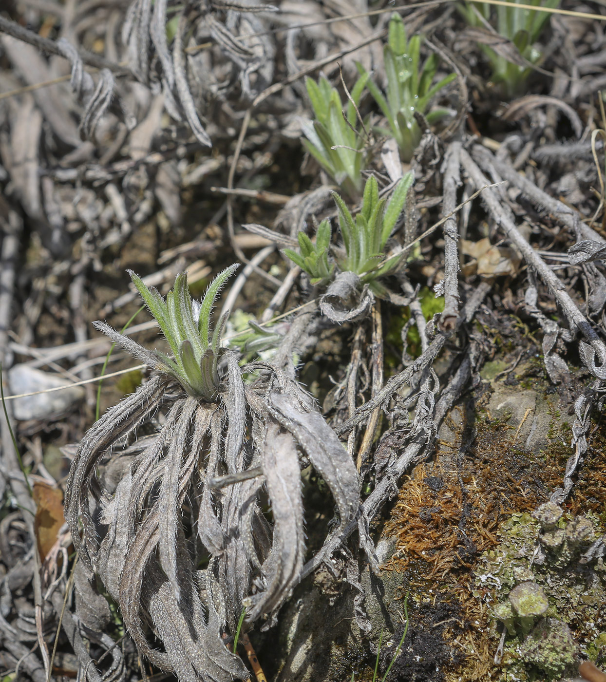 Image of Onosma simplicissima specimen.