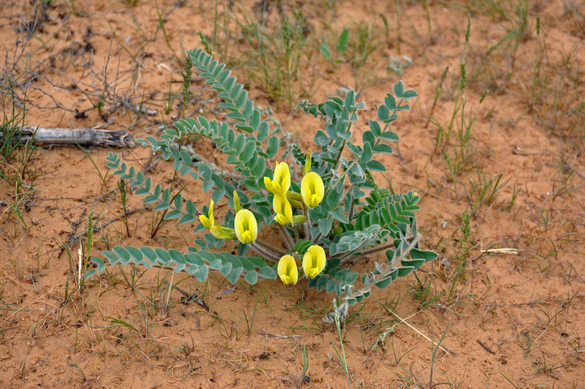 Изображение особи Astragalus longipetalus.