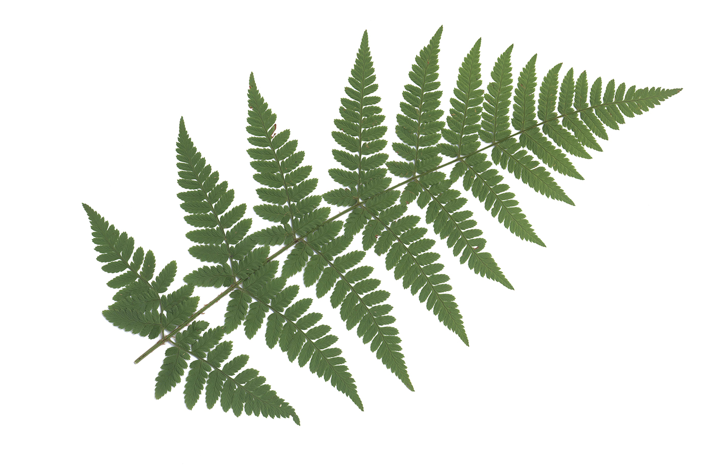 Image of Dryopteris carthusiana specimen.