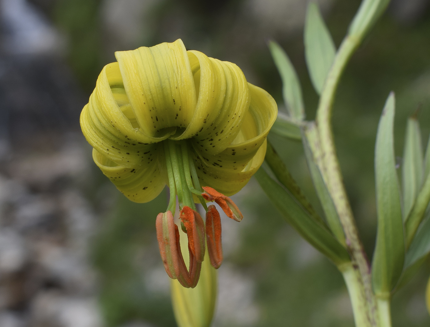 Image of Lilium pyrenaicum specimen.