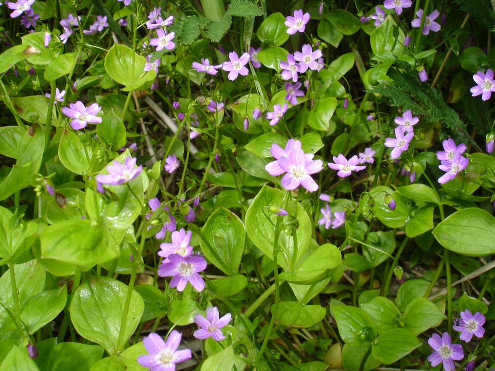 Image of Claytonia sibirica specimen.