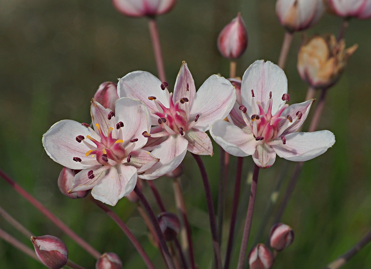 Изображение особи Butomus umbellatus.