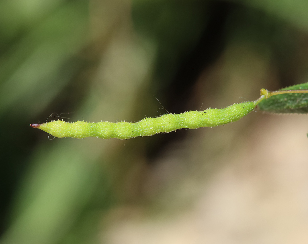 Image of Cleome circassica specimen.