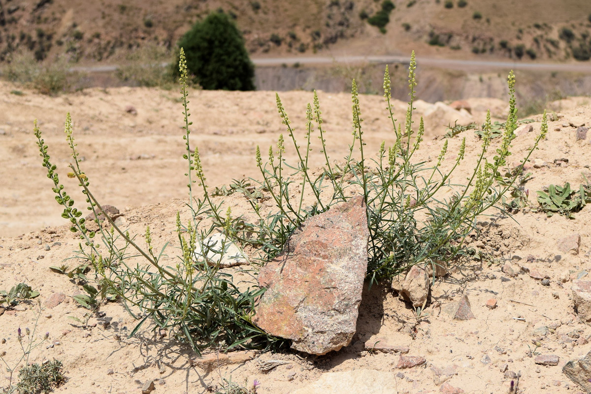 Изображение особи Reseda lutea.