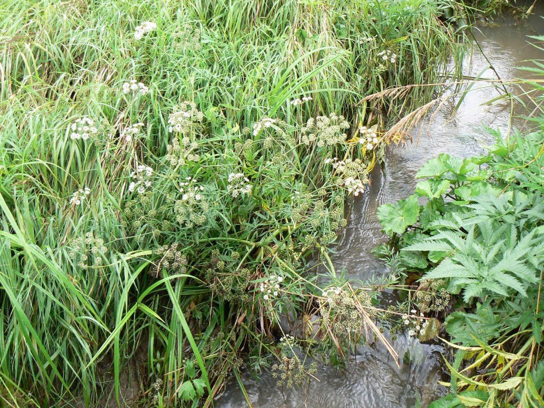 Image of Cicuta virosa specimen.