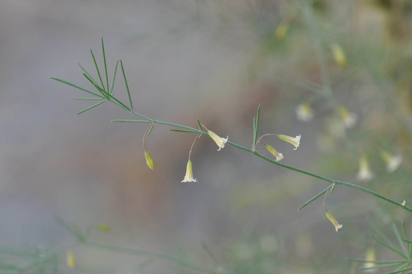 Изображение особи Asparagus persicus.