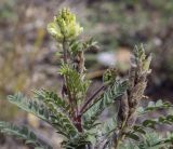 Oxytropis pilosa. Верхушка цветущего и плодоносящего растения. Пермский край, Кунгурский р-н, окр. с. Филипповка, гора Ледяная, крутой слабо задернованный склон. 11.09.2021.