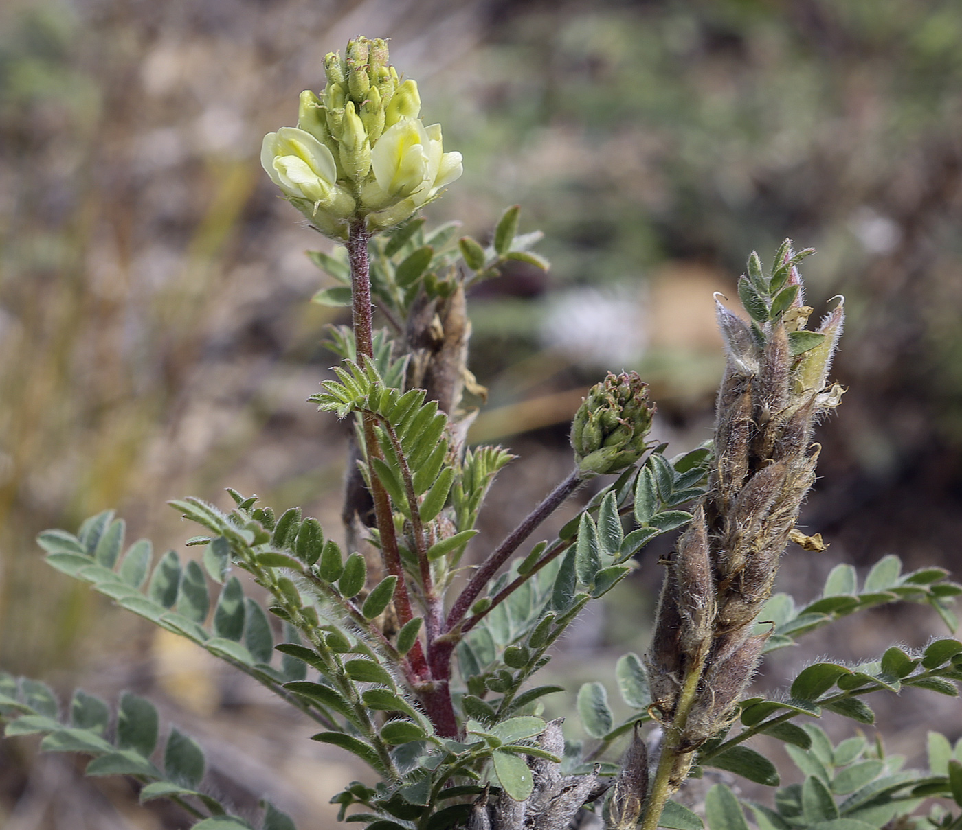 Изображение особи Oxytropis pilosa.