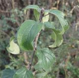 род Rhamnus