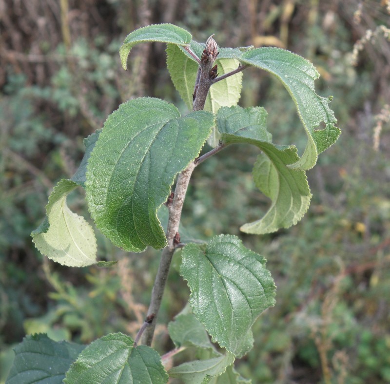 Image of genus Rhamnus specimen.
