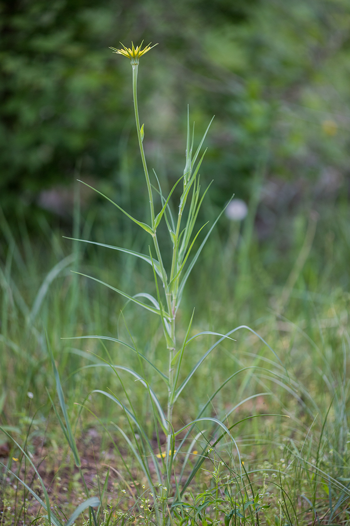 Image of Tragopogon dubius specimen.