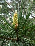 Pinus densiflora. Верхушка побега с микростробилами. Хабаровск, первая краевая больница, в культуре. 13.05.2014.