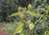 Hibiscus × hybridus. Верхушка растения с бутонами. Москва, Воробьёвы горы, Ботанический сад МГУ, в культуре. 01.09.2021.