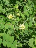 Astragalus glycyphyllos