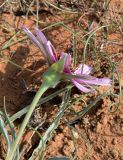 Tragopogon ruber