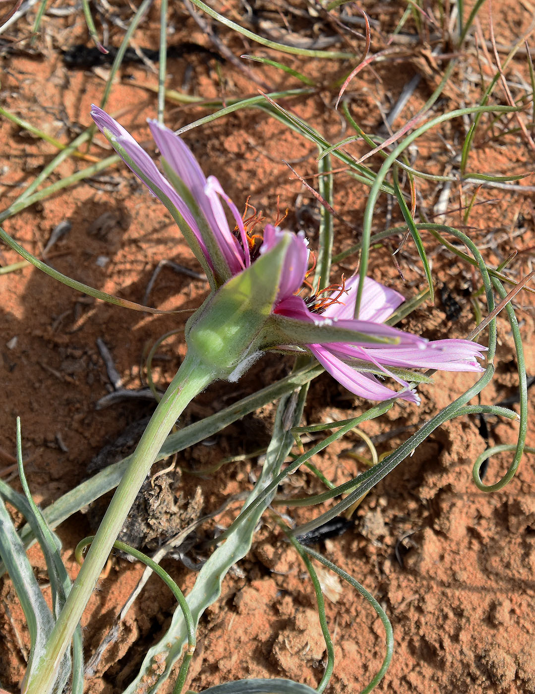 Изображение особи Tragopogon ruber.