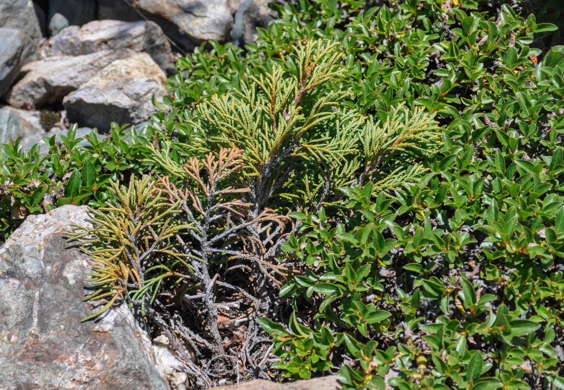 Изображение особи Juniperus pseudosabina.