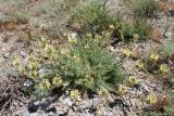 Oxytropis macrocarpa. Цветущее растение с кормящимися бабочками-боярышницами. Узбекистан, Джизакская обл., хребет Нуратау, Нуратинский заповедник, водораздельный гребень хребта в окрестностях перевала Хаят, полынно-типчаковое сообщество с нагорными ксерофитами, около 2100 м н.у.м. 30.05.2016.