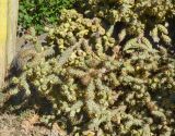 Cylindropuntia cholla. Часть плодоносящего растения. Израиль, Шарон, г. Тель-Авив, ботанический сад \"Сад кактусов\". 04.12.2017.