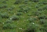 Ornithogalum navaschinii. Цветущие растения в пустыне на загипсованной почве в нижнем горном поясе. Азербайджан, Евлахский р-н, хребет Ахарбахар. 18.04.2010.