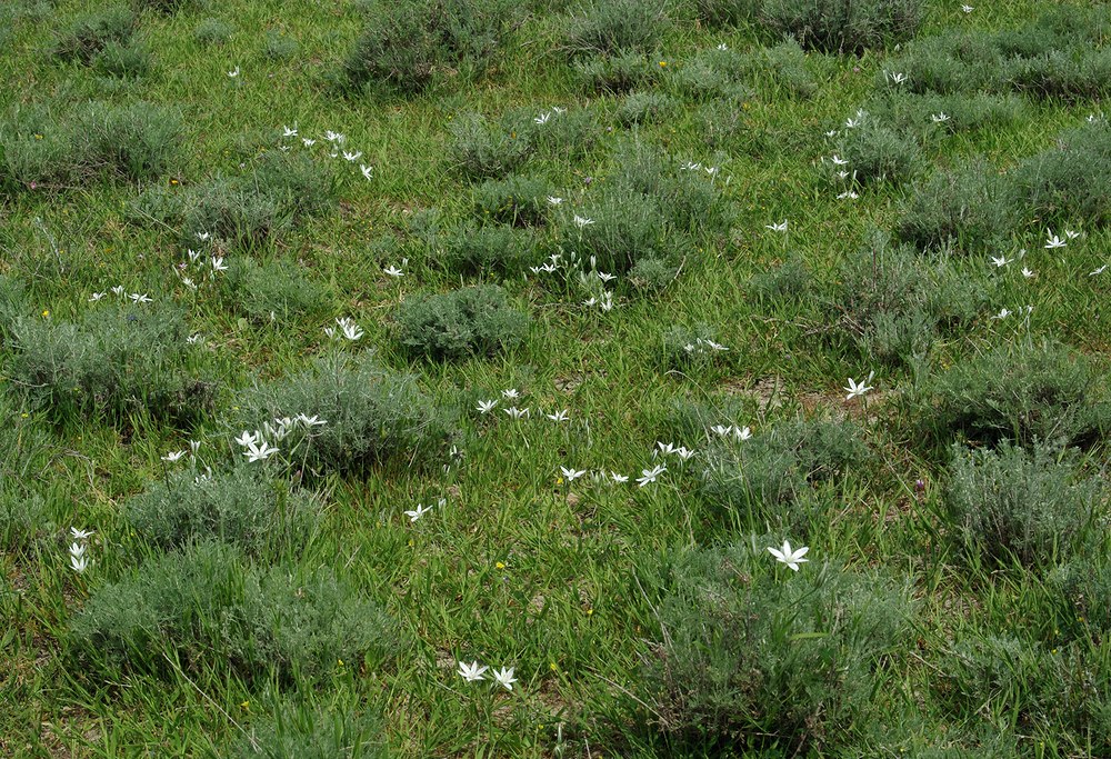 Изображение особи Ornithogalum navaschinii.