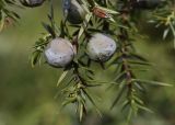 Juniperus oxycedrus