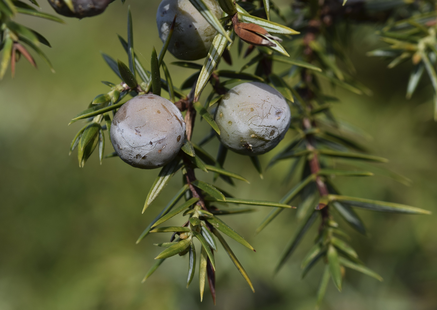 Изображение особи Juniperus oxycedrus.