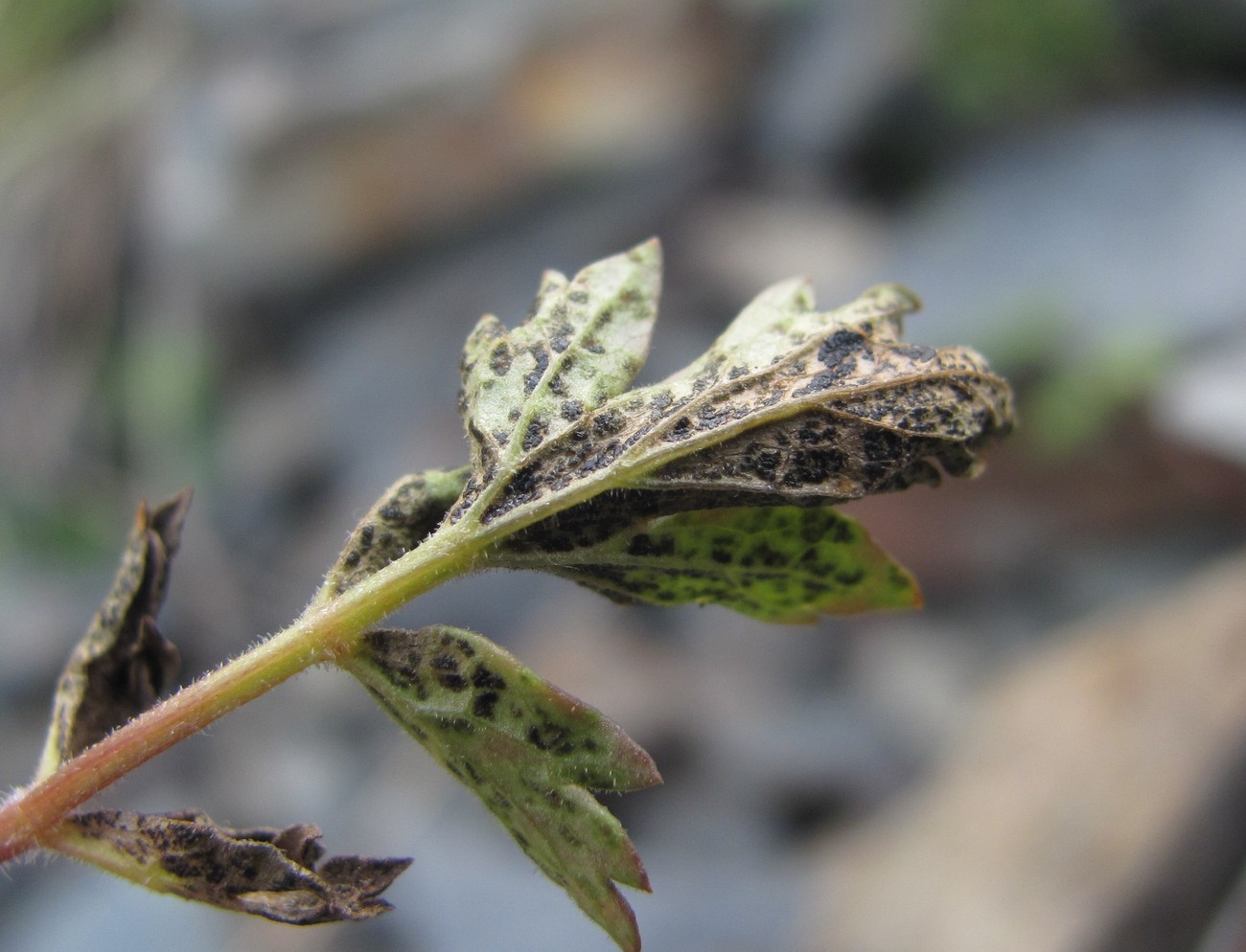 Изображение особи Symphyoloma graveolens.