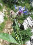 Centaurea adscendens