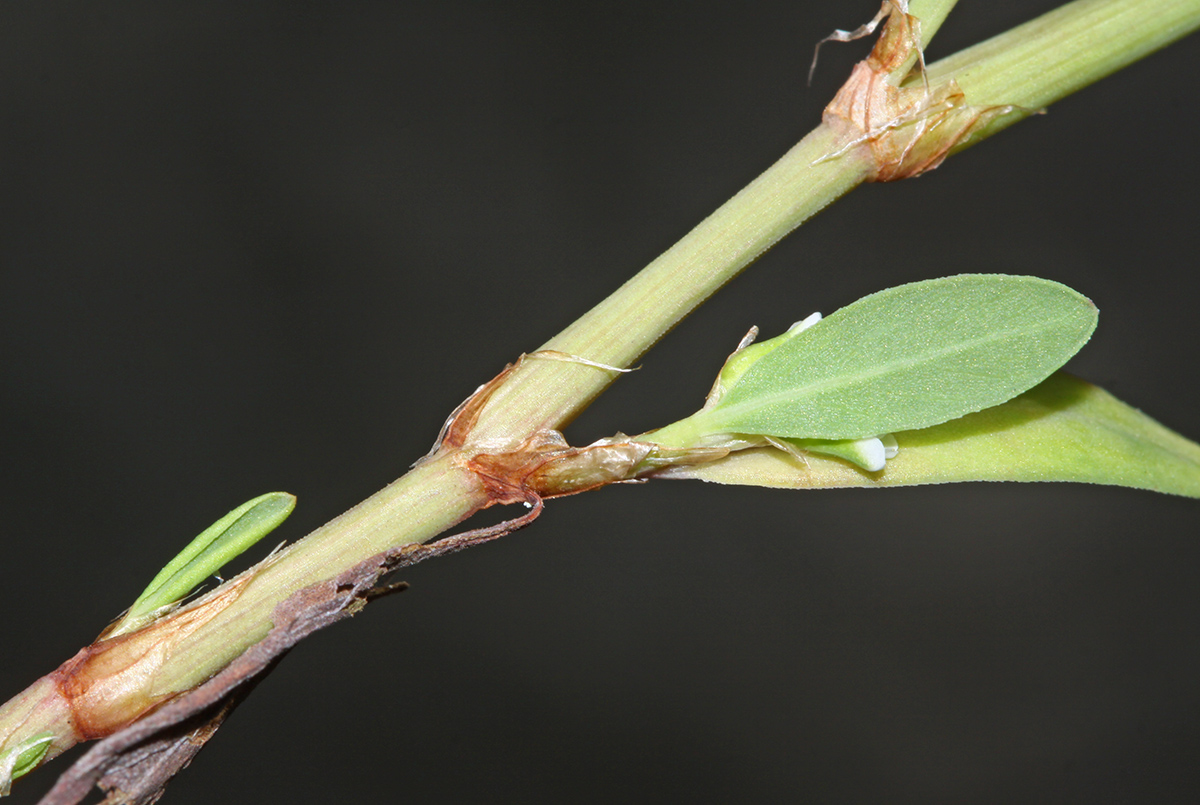 Image of Polygonum fusco-ochreatum specimen.